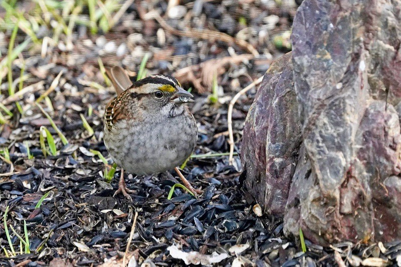 White-throated sparrow foraging under a bird feeder in St. Louis County, Minnesota. Photo by Courtney Celley/USFWS, Midwest Region is available through Public Domain.